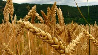 La cosecha de cereal podría reducirse un 40% por las altas temperaturas
