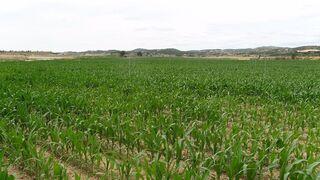 España buscará proveedores de maíz para sustituir el suministro de Ucrania