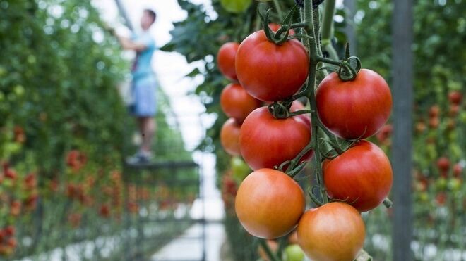 1 de cada 3 hortalizas que se consumen en Europa se cultivan en invernaderos solares españoles