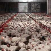 Los altos costes amenazan la industria del pollo en Reino Unido
