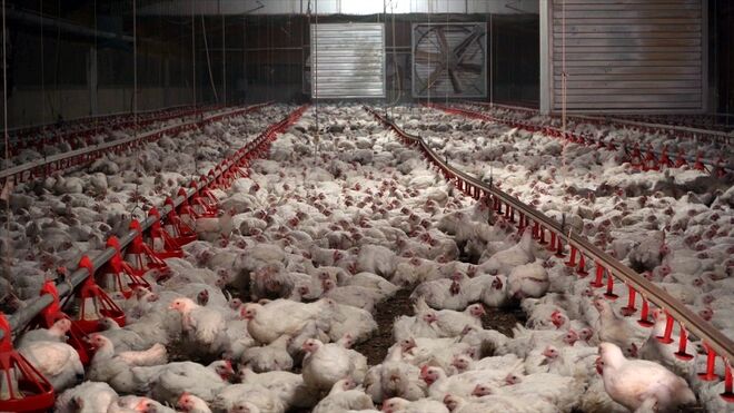 85.000 firmantes piden a Carrefour que mejore su política de bienestar animal