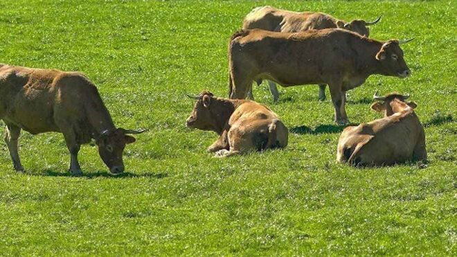 Los ganaderos de Ternera Gallega Suprema pierden 1 euro por cada kilo de carne