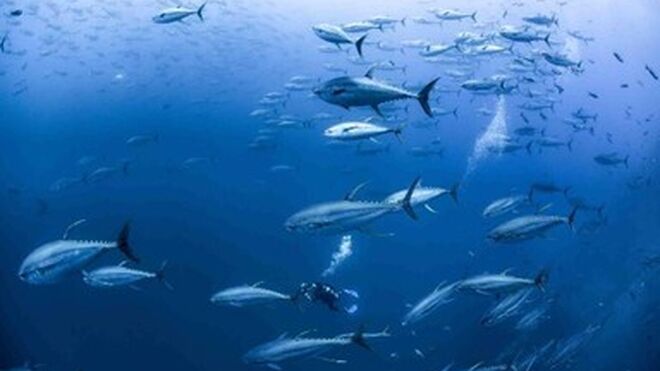 El atún rojo de Acuicultura de España tiene más ácidos grasos cardiosaludables que los salvajes