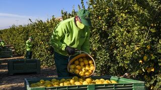 Medio millón de toneladas de frutas y hortalizas se verán afectadas cada semana si para el transporte