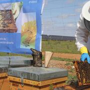 El apiario solar de Endesa, premiado como “mejor proyecto” por su lucha contra el cambio climático