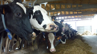 El sector lácteo factura más de 13.000 millones y genera 60.000 empleos