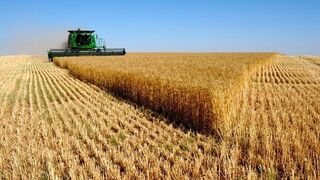 El Gobierno rebaja al 12%  las previsiones de producción de cereal este año por la sequía