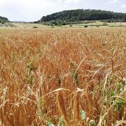 La cosecha de cereales será un 23% menor respecto a las últimas campañas