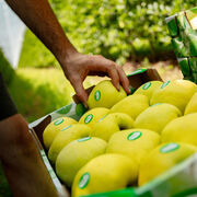 La finca de manzanas en La Rasa (Grupo Nufri) se acercará este año a la plena producción con 35 millones de kg