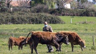 Alimerka aumenta el precio de contratación de terneros a ganaderos asturianos como apoyo al sector primario