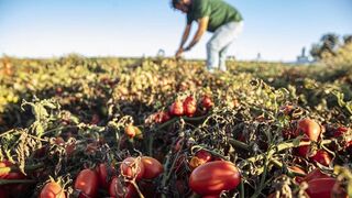La agricultura generó 1,2 millones de contratos hasta junio