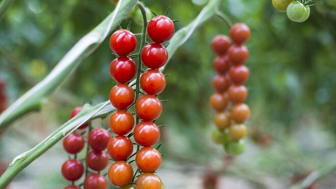 Los nuevos hábitos de consumo fuerzan cambios en la producción de frutas y hortalizas