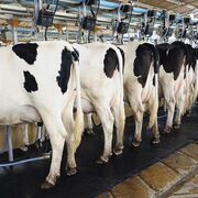 La industria láctea reclama medidas extraordinarias para hacer frente a la inflación