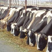 Miles de ganaderos demandan 800 millones de euros "cártel de leche"