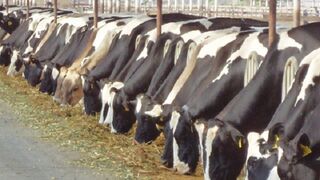 Miles de ganaderos demandan 800 millones de euros al "cártel de la leche"