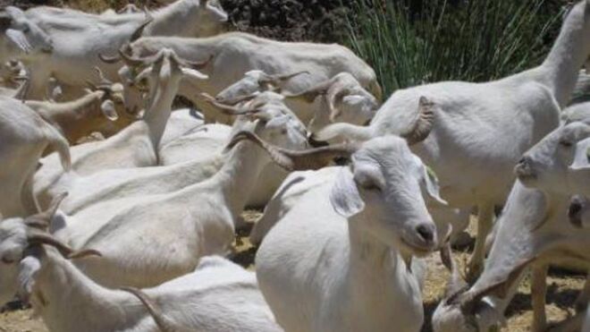 La viruela paraliza las entradas y salidas de ovino y caprino en Albacete, Ciudad Real, Cuenca y Toledo