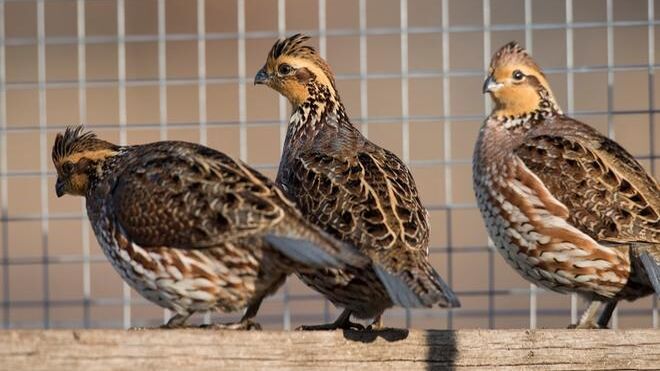 Sacrificadas 87.000 aves por un foco de gripe aviar en una granja de Arbeca (Lleida)