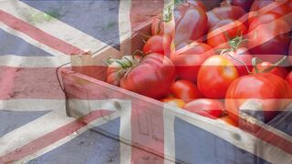 El frío, ¿causante de la falta de tomate en Reino Unido?