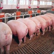 Nueva normativa para mejorar el bienestar animal en las granjas