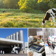 Lactalis España recoge el 5% más de leche en 2023 y prevé mil millones de litros en 2024