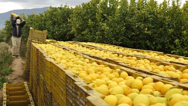 El consumo per cápita de naranjas baja cinco kilos en solo diez años