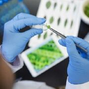 L'Oreal invierte en biotecnología