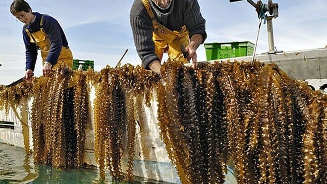 La producción de algas en España crece el 388%