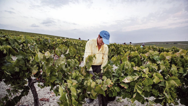 Las características del vino, afectadas por el cambio climático