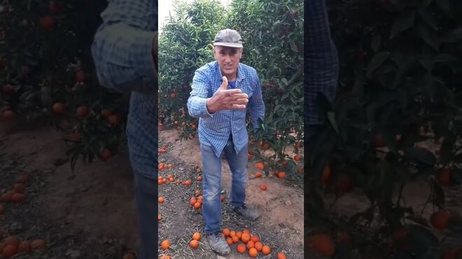 El demoledor vídeo de un agricultor valenciano denunciando el desperdicio alimentario de tener que tirar más de 100.000 kilos de mandarinas